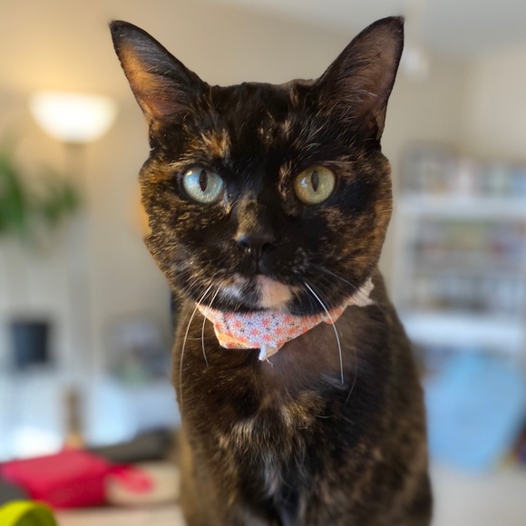 Pet Friendly Closet - Picture 2 of 3